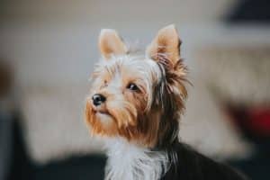 ALT yorkshire toy cuidar de tu yorkshire terrier mini