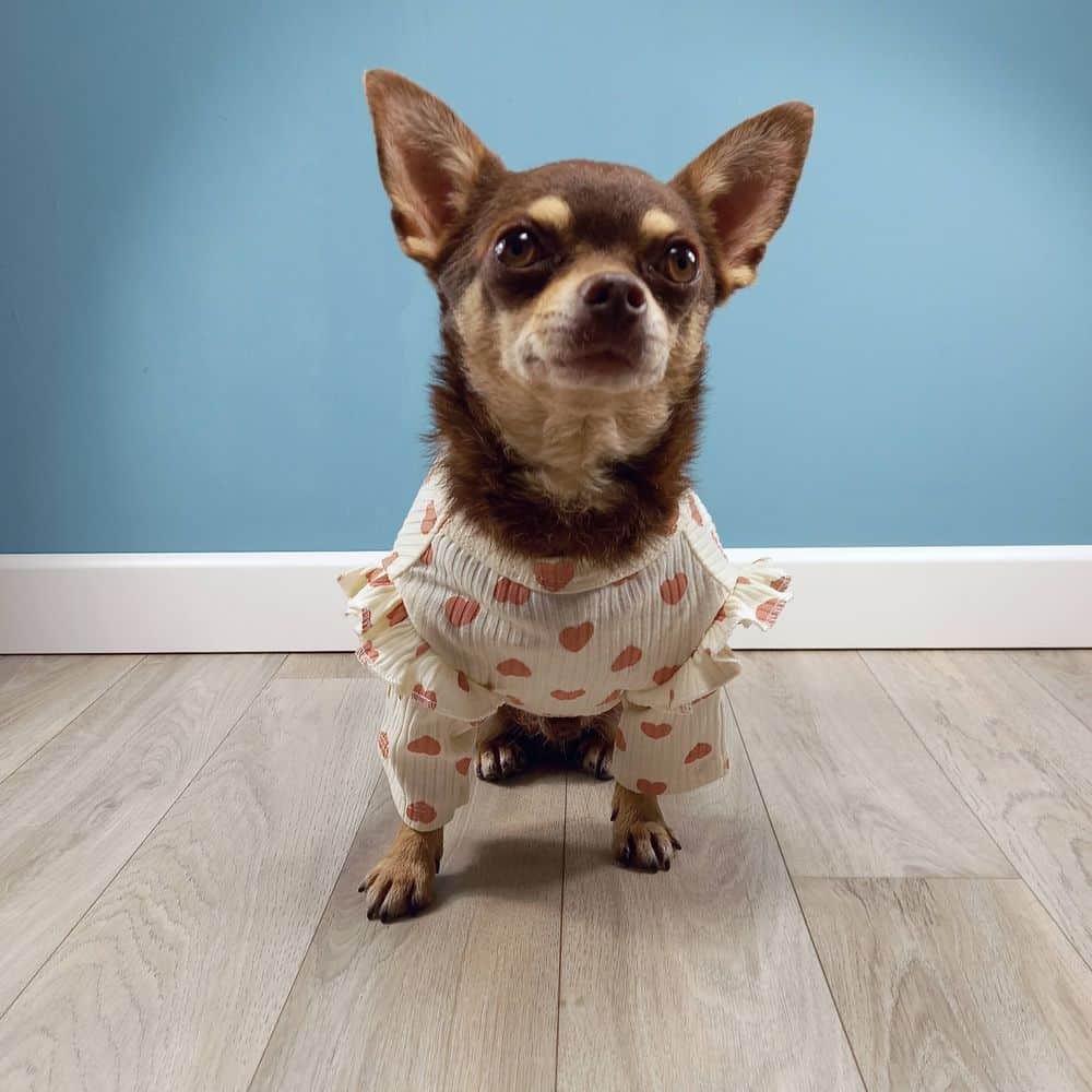 Camiseta para perros pequeños con corazones rosa 1_1000x1000 Camiseta para perros pequenos con corazones rosa MINIATURAL