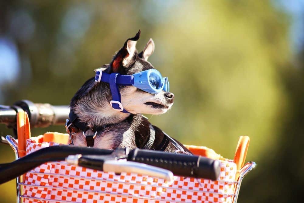 arneses para pasear perros pequeños