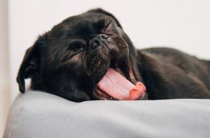 cama para perros para protegerles del frio MINIATURAL