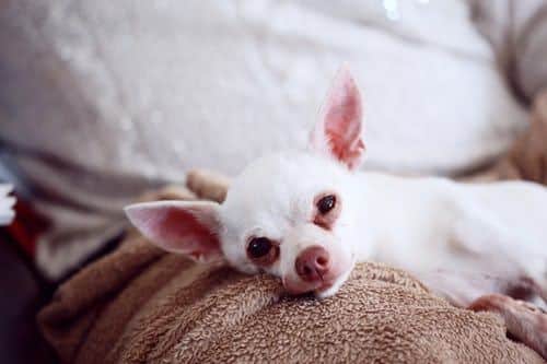 ALT que comen perros chihuahua perro mini toy