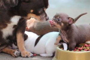 ALT que comen perros chihuahua perro mini toy
