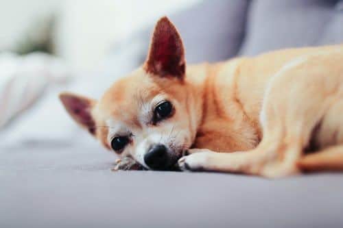 ALT que comen perros chihuahua perro mini toy