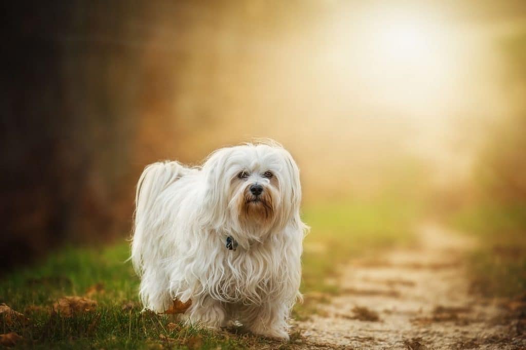 10 super consejos para educar a tu bichon maltes toy 1 ALT bichon maltes educarlo correctamente perros mini toy