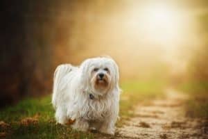 ALT bichon maltes educarlo correctamente perros mini toy