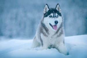 cuidado que perros no coman nieve 01 MINIATURAL