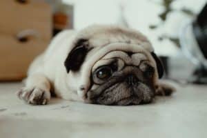 ALT abriga a tu perro por las noches
