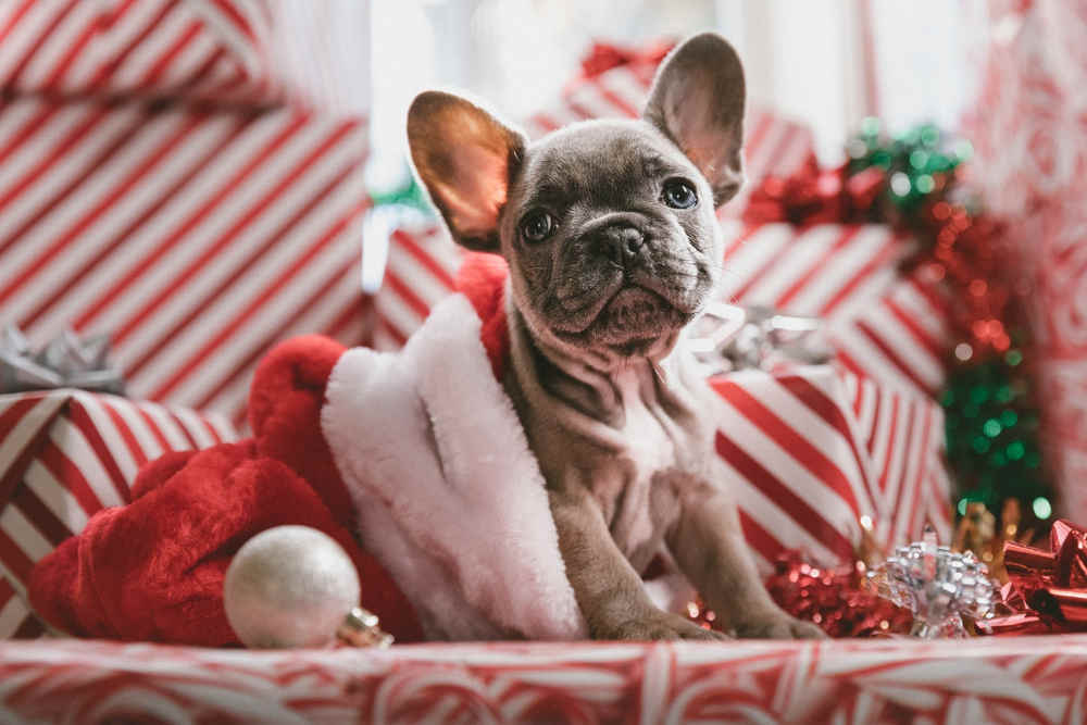 regalo navidad perros pequeños ropa para perros