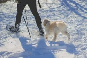 paseos de perros pequeños por la nieve 01 MINIATURAL