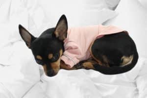 ALT pijama para perros pequeños ropa para dormir calentito