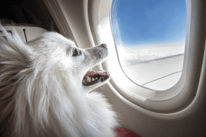 ALT viajar con perro en avion