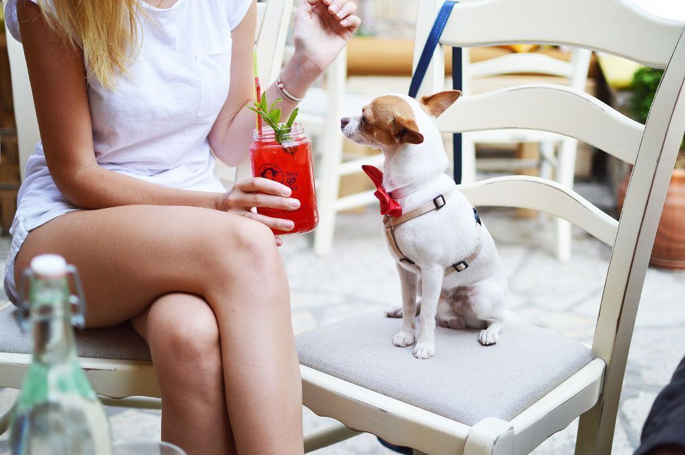 alt perros mini toy perros raza pequeña