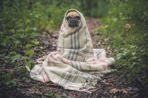 ALT abrigar perros pequeños