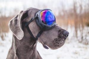 proteger del frio a tu perro MINIATURAL