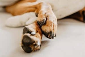 ALT proteger la patas de los perros en invierno