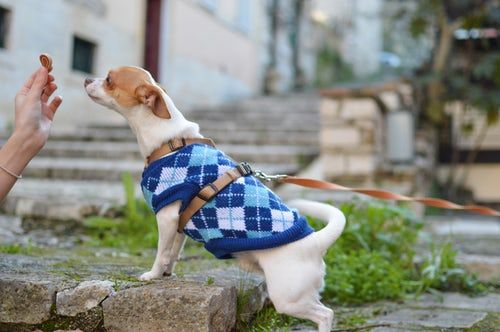 ALT que comen perros chihuahua perro mini toy