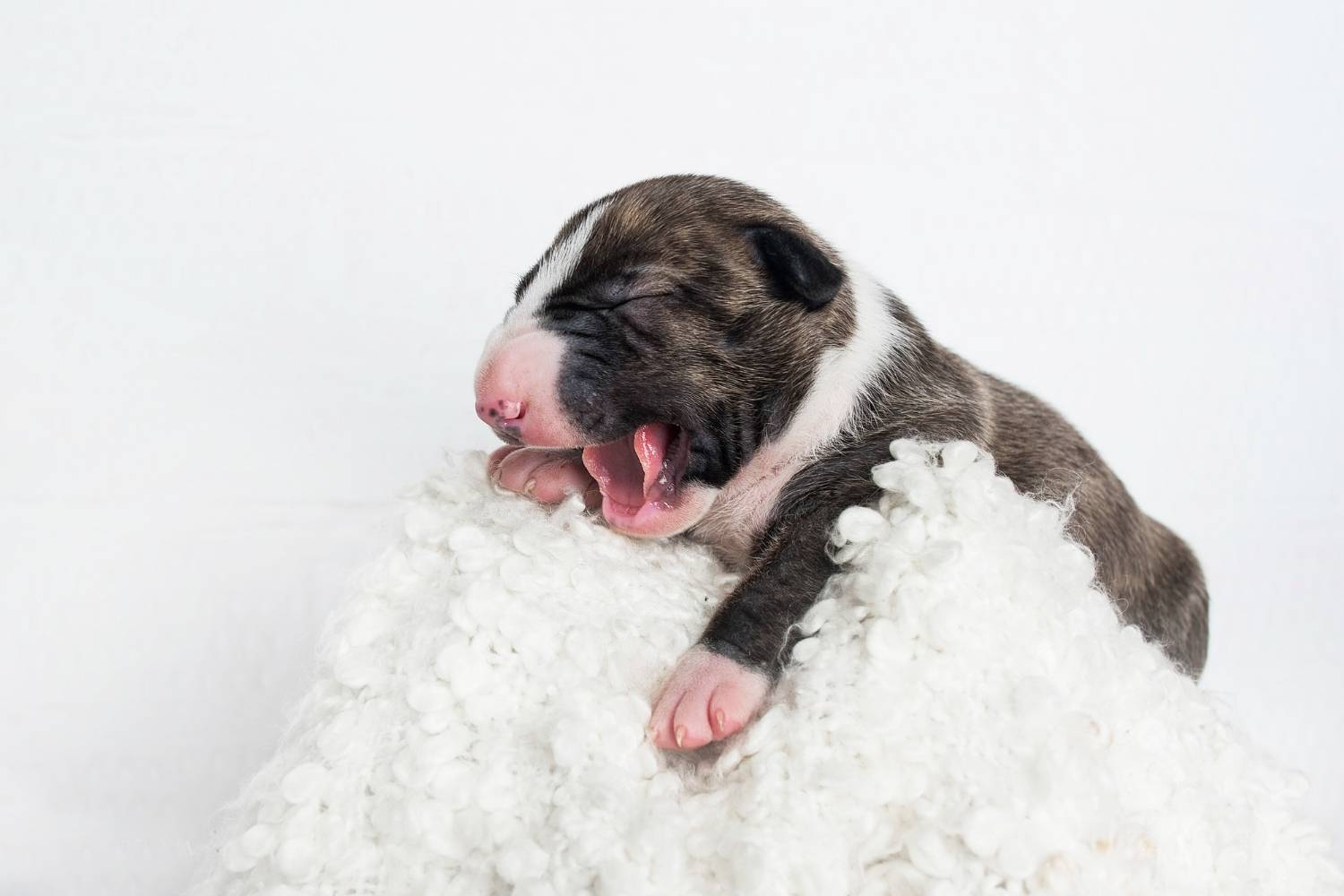 ALT Ropa para cachorros abrigo para perros bebes abrigo para perros recien nacidos